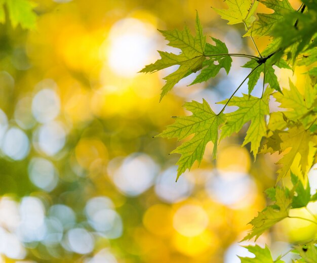 Herfst bos op zonnige dag