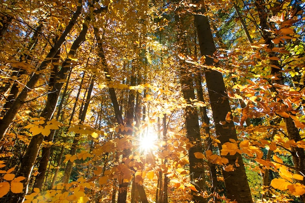 Herfst bos op zonnige dag
