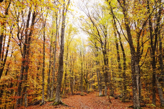 Herfst bos, pad in het bos