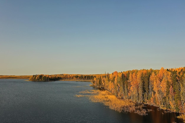 Foto herfst bos taiga uitzicht vanaf drone, gele bomen landschap natuur herfst