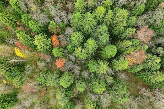 herfst bos taiga uitzicht vanaf drone, gele bomen landschap natuur herfst