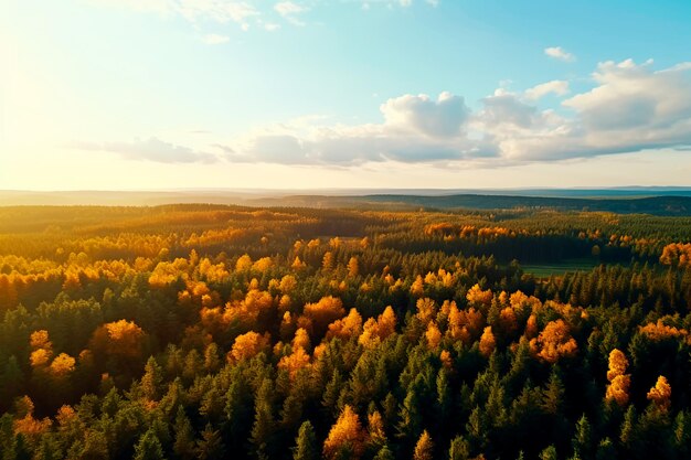 Herfst bos top view gele boom bladeren bos en bergen