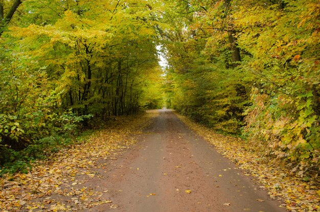 Herfst bos tunnel van liefde Bos tunnel van liefde Herfst tunnel van bomen en struiken Herfst humeurige dramatische tunnel van liefde Liefde tunnel in de herfst