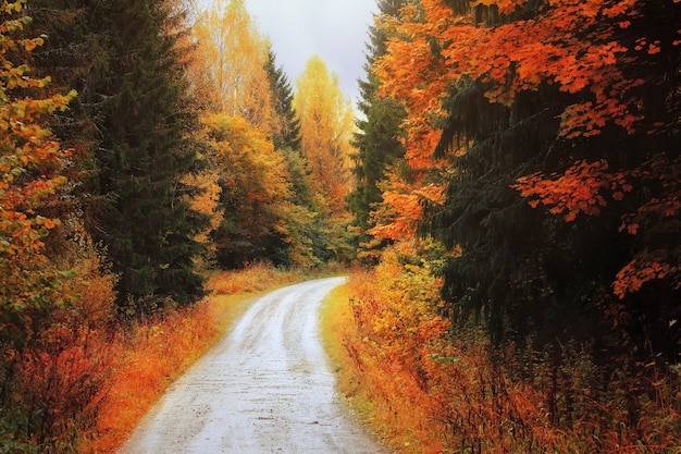 Herfst bos. Weg tussen de herfstbomen