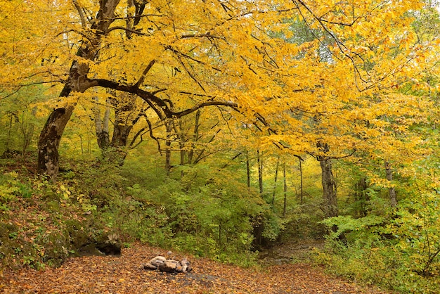 Herfst bos