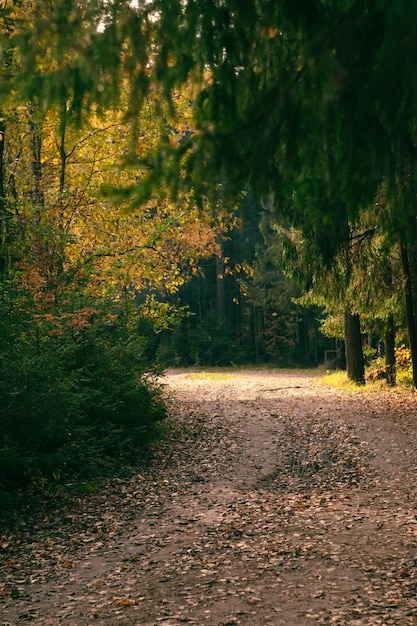 Herfst bos