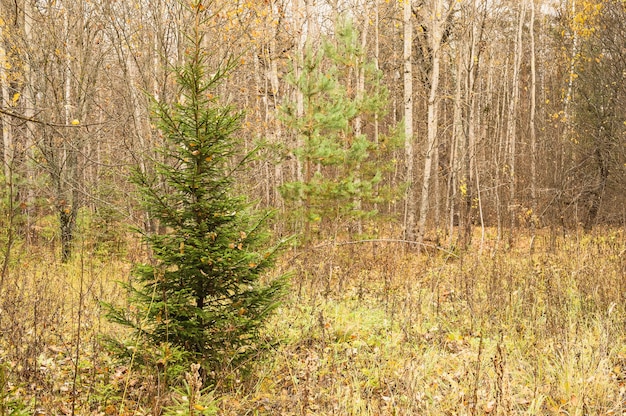 Herfst boslandschap, gemengd loof- en naaldbos. verschillende bomen, sparren, dennen en berken in de herfst wilde natuur