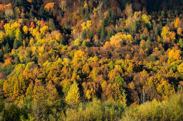 Herfst boslandschap tussen bergen