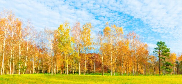 Herfst boslandschap