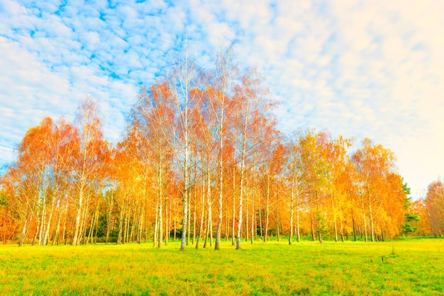 Herfst boslandschap