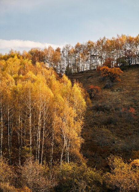 Herfst boslandschap