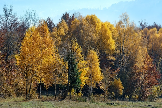 Herfst bosrand op mistige berghelling.