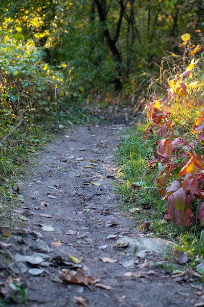 Herfst bosweg en boom met onscherpe achtergrond