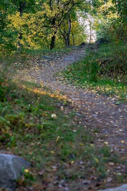 Herfst bosweg en boom met onscherpe achtergrond