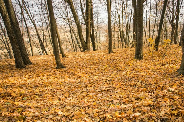 Herfst bosweg op herfstbladeren achtergrond Seizoen en herfst Kopieer ruimte en lege ruimte voor reclame