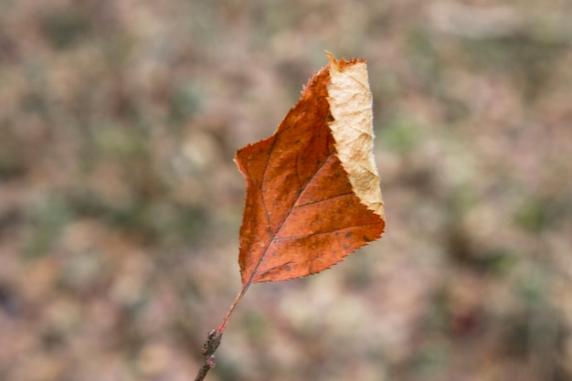 Herfst bruin blad op een onscherpe achtergrond. Droge vallende bladeren. Vervagen. Late herfst.