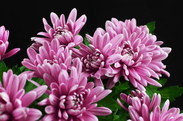 Herfst chrysanten bloemen