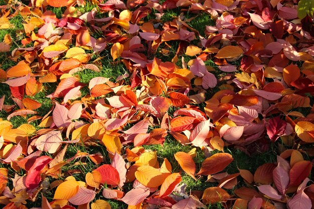 herfst close-up achtergrond van heldere rode beuken bladeren met selectieve focus