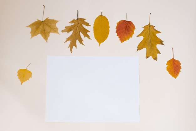 Herfst compositie Een blanco vel papier en herfstbladeren op een lichte achtergrond