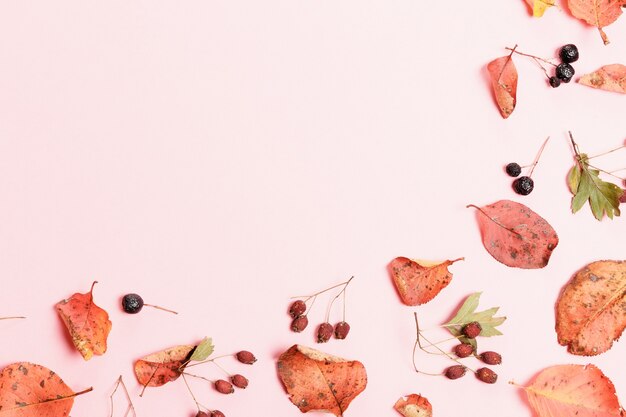 Herfst compositie gemaakt van herfst droge veelkleurige bladeren en bessen van appelbes, meidoorn op roze achtergrond. herfst, herfstconcept. platliggend, bovenaanzicht, kopieerruimte