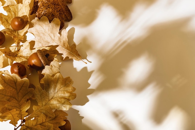 Foto herfst compositie met eikels en droge gele eiken bladeren op wit met boom schaduw kopie ruimte top view