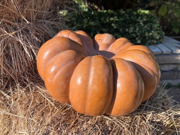 herfst compositie met pompoenen op bosbodem bedekt met gevallen bladeren halloween