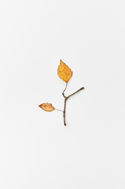 Foto herfst compositie met twijgen en gele bladeren in de vorm van een tak geïsoleerd op wit, flatlay