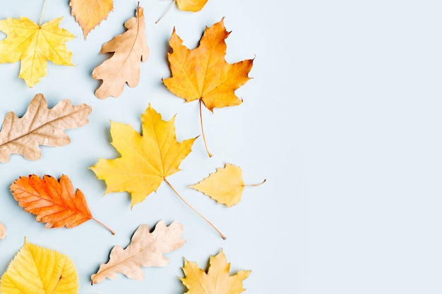 Herfst compositie. Patroon gemaakt van herfstbladeren op blauwe achtergrond. Platliggend, bovenaanzicht, kopieerruimte