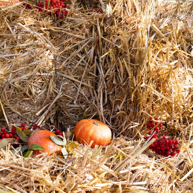 Herfst compositie. Pompoenen tegen de achtergrond van stro. Gezellig herfstseizoen.