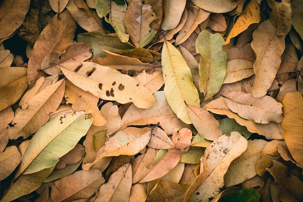 Herfst concept met gevallen bruine droge bladeren in het park voor achtergrond Afbeelding Vintage kleurtint