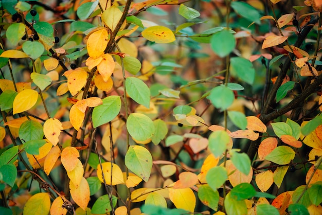 Herfst cotoneaster gebladerte. Beredruifstruik met het close-up van dalingsbladeren.