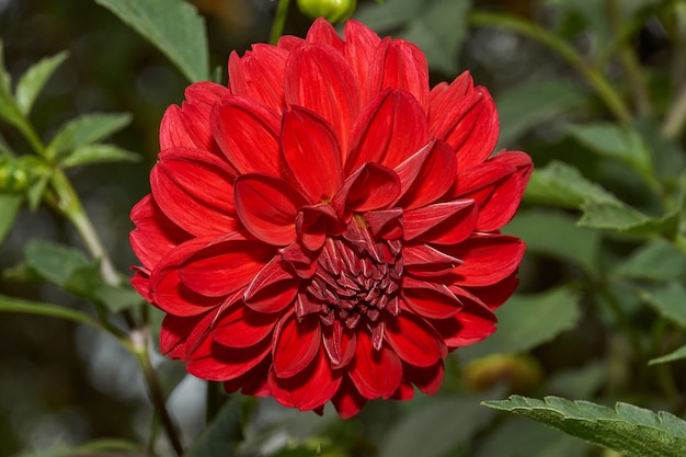 Herfst. Dahlia's bloeien in de tuin van het landhuis.