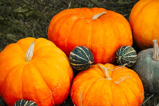 Herfst decor. Boerenpompoenen, squash op de achtergrond van herfstgras