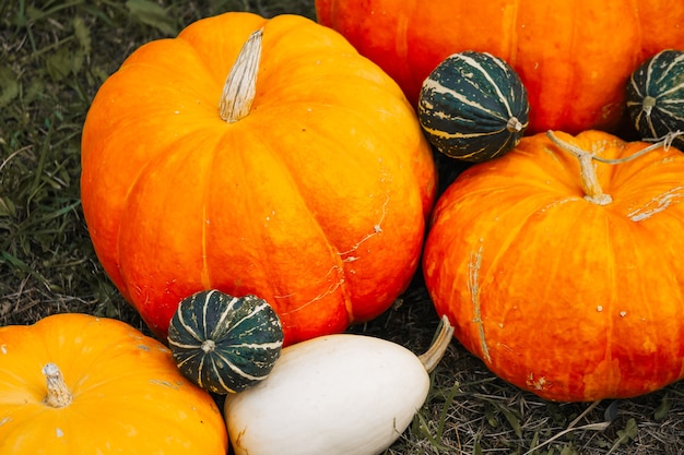 Herfst decor. Boerenpompoenen, squash op de achtergrond van herfstgras