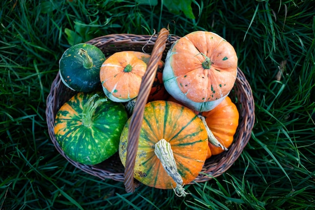 Herfst decoratieve pompoenen Thanksgiving of Halloween vakantie oogst concept