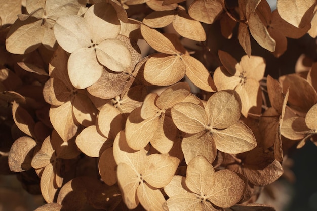 Foto herfst droge bloemen achtergrond getextureerde hortensia bloemblaadjes close-up stijlvolle bloemen poster soft focus