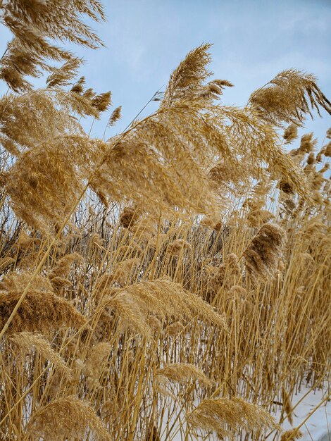 Herfst droge bloemen gras riet dood hout