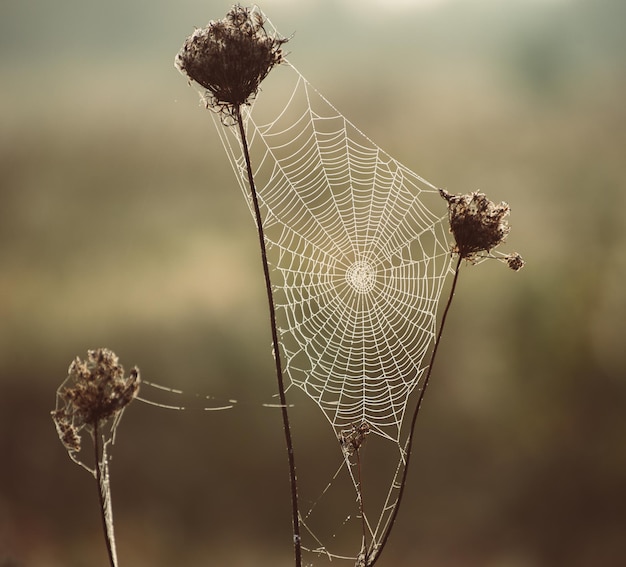 Herfst droge plant