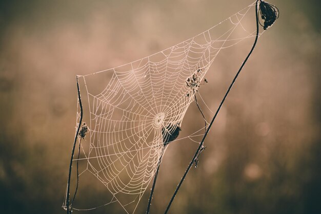 Herfst droge plant