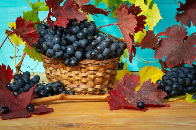 Herfst druivenoogst. Trossen van donkere druiven met rode en gele bladeren en wijnstokken op een houten tafel op een blauwe achtergrond. Close-up.