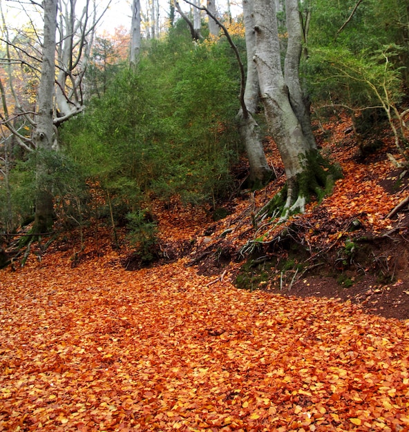 Foto herfst eeuwfeest beuken boom in herfst gouden bladeren