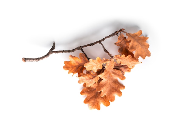 Herfst eiken boom bladeren geïsoleerd op een witte achtergrond. Hoge kwaliteit foto