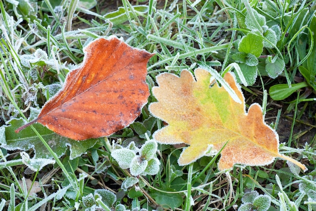 Herfst eikenblad en beukenblad met eerste herfstrijm op groen gras (macro)