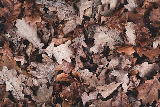 Herfst. eikenbladeren. bewolkte regenachtige dag.