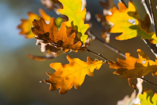 Herfst eikenbladeren op de takken