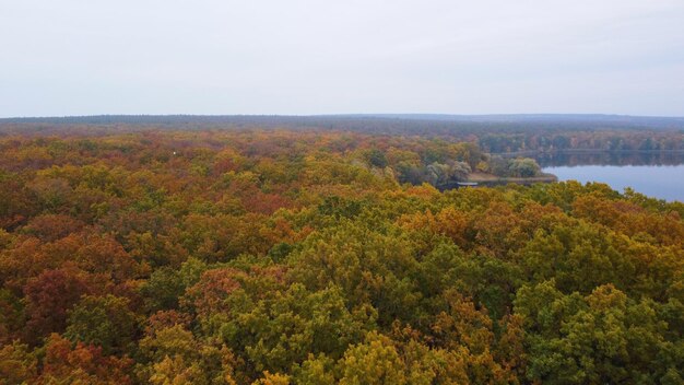 Herfst eikenbos. glad panorama. Luchtfoto.