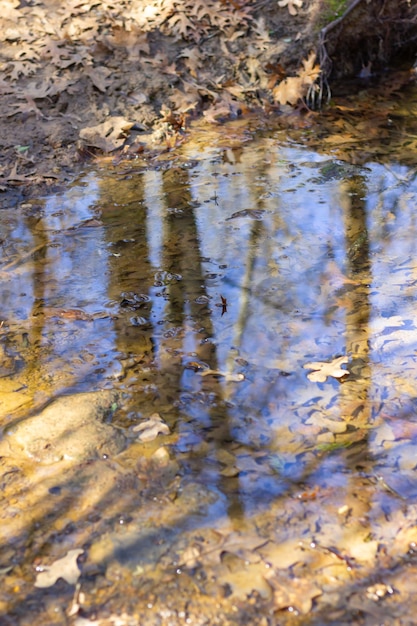 Herfst en geen bladeren aan bomen veel bomen verstrengeld bosbomen water weg stroom bladeren en schimmel