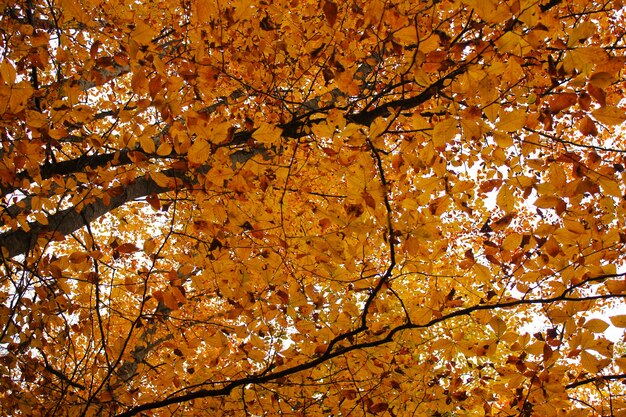 Herfst en herfst boslandschap in Georgië. Herfst kleur bladeren en bomen. Oranje en gele vlakken.