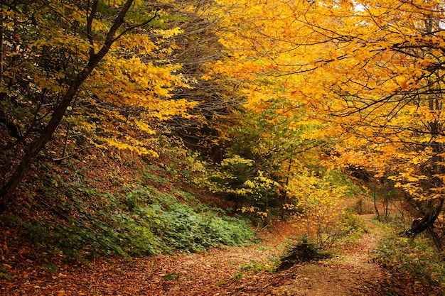 Herfst en herfst boslandschap in Georgië. Herfst kleur bladeren en bomen. Oranje en gele vlakken.