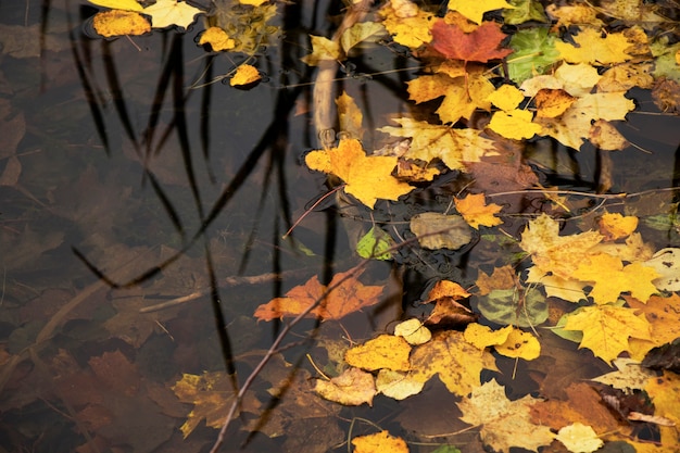 Herfst en herfst kleurrijke bladeren in water, schaduwen en lichten, gele, reg, oranje en groene kleuren in de natuur achtergrond, Trakai, Litouwen.